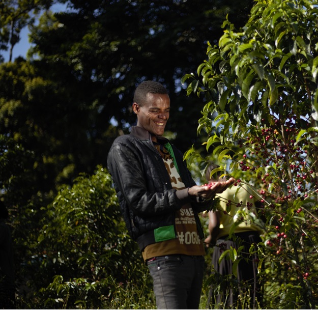 Gatta green coffee farm, Sidama coffee growing region, Ethiopia