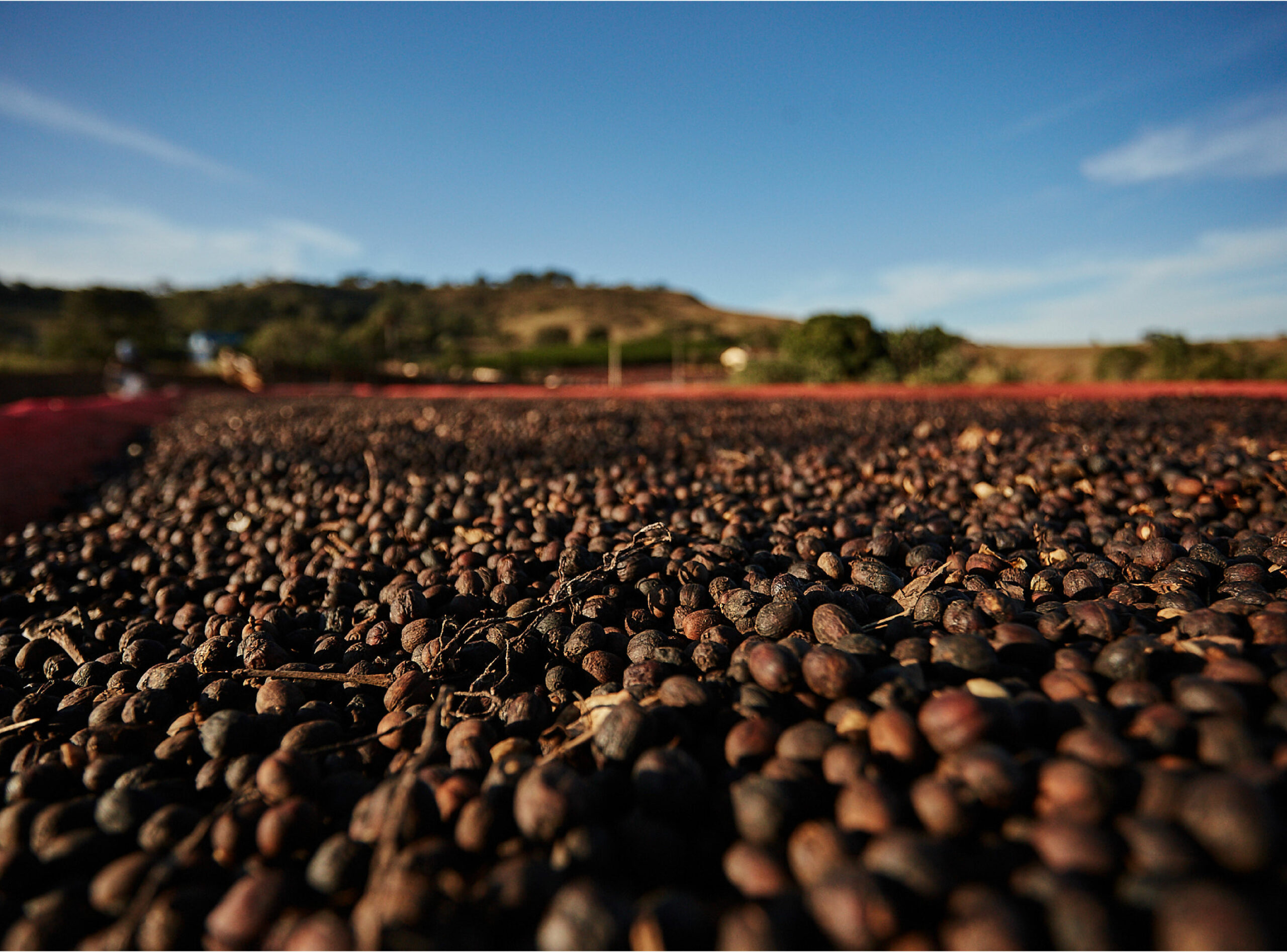 Kaffeekirschen von der Santa Monica Green Coffee Farm