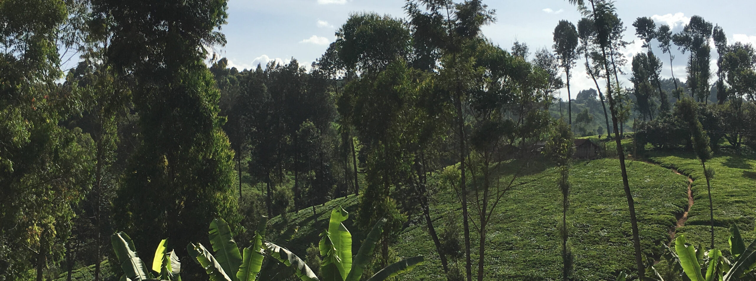 Подаренная ферма по производству кофе Кения