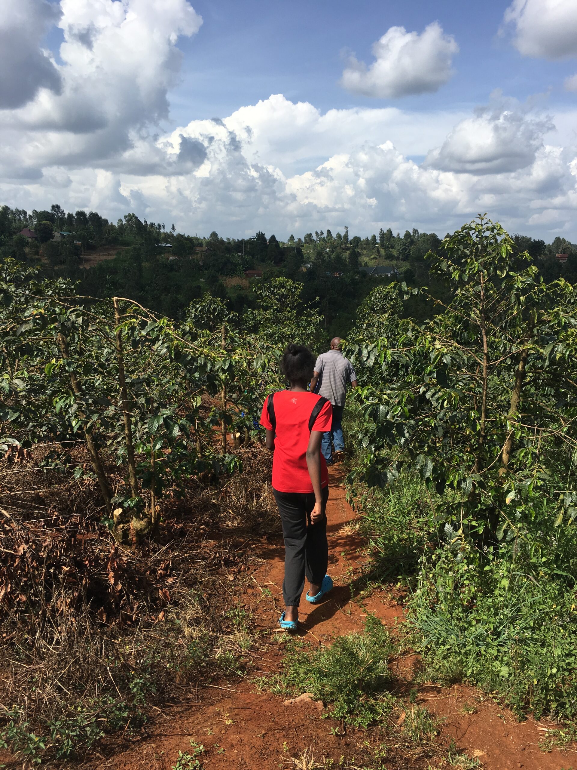 Spikes Farm im Kaffee-Ursprung Kenia