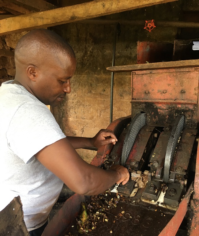 Moses Kamura, agricultor de café verde na região de cultivo de café de Kiambu, no Quénia.