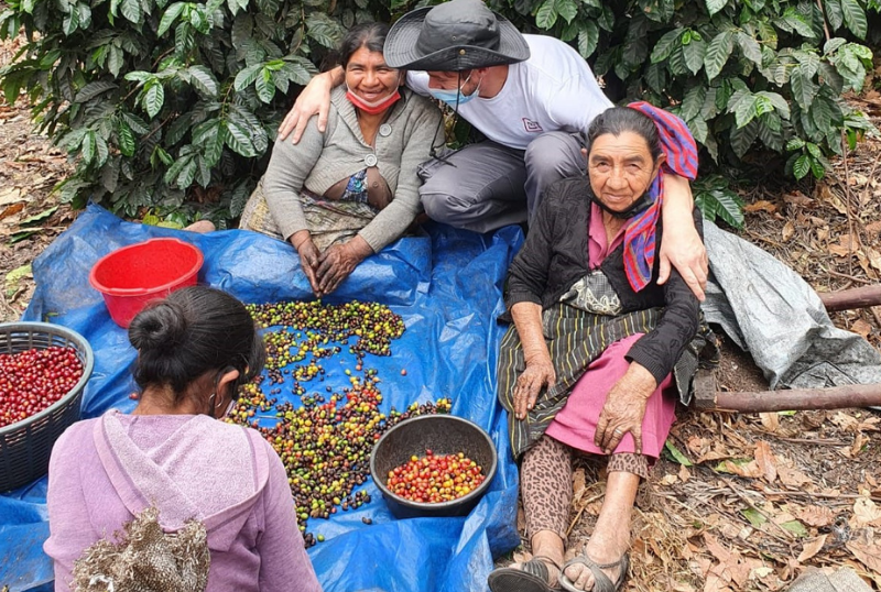 Traceability in green coffee