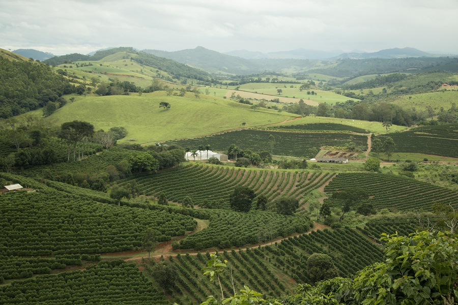 Plantación de café en Cerrado Mineiro, Brasil