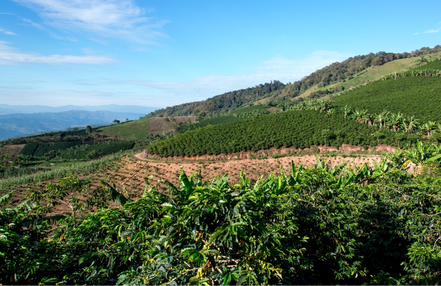 Plantación de café en Huila,Colombia