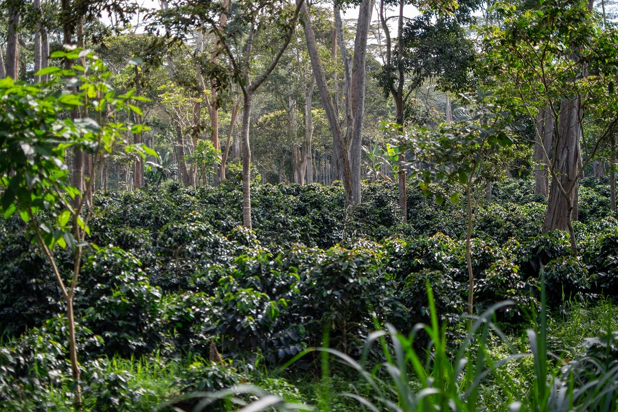 Plantación de café en Santander, Colombia