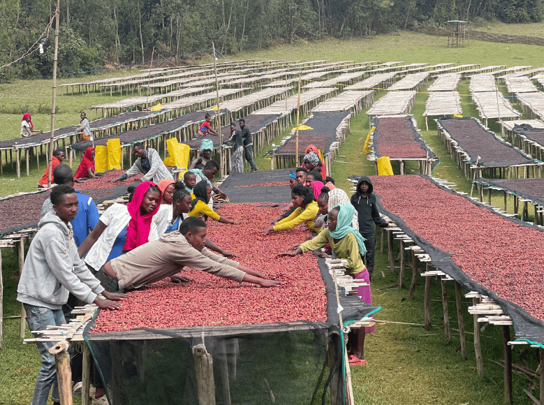 Hamasho Washing Station-Bensa-Sidama-Etiopía