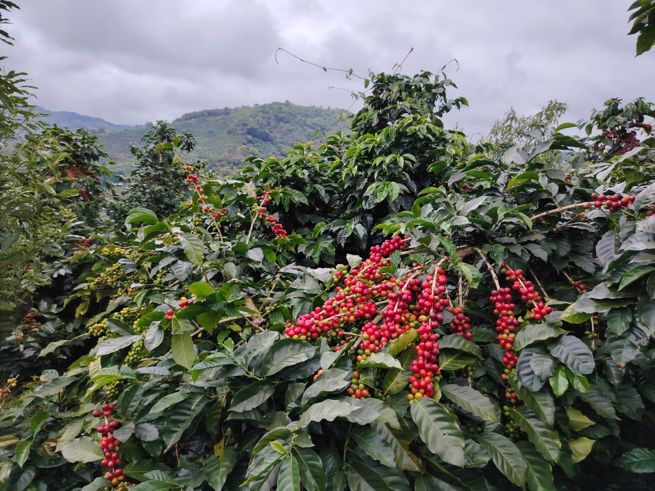 Paisaje montañoso de Costa Rica en Tarrazú con suelos volcánicos, origen de café arábica de altura
