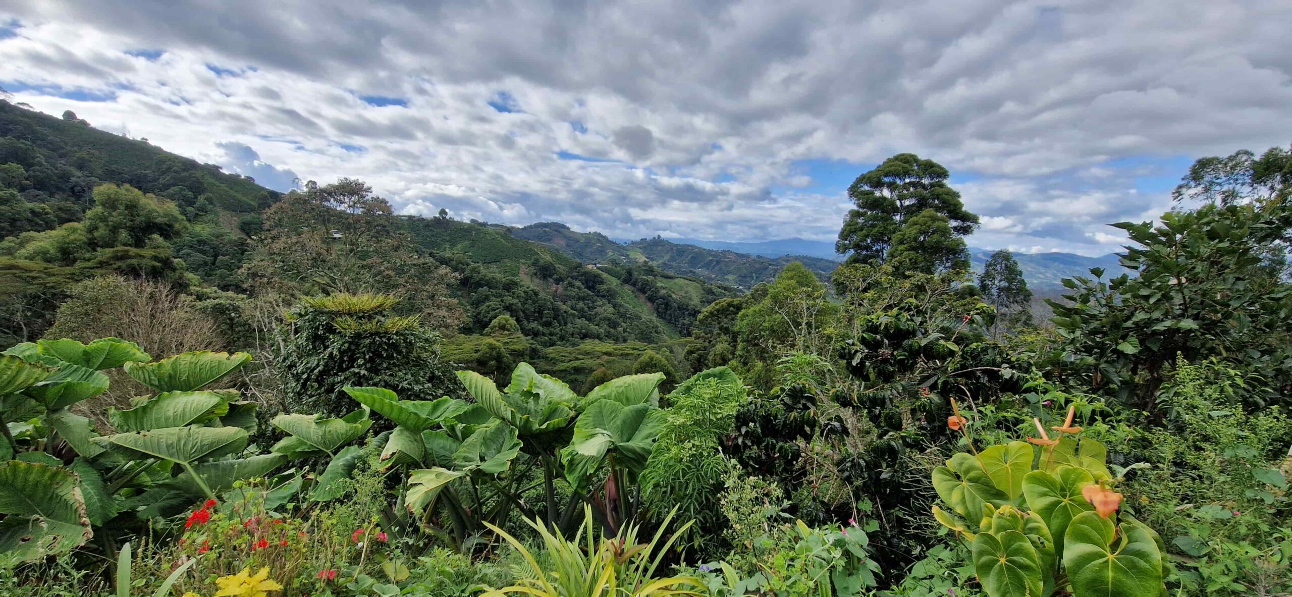 Plantación de café en Nariño, Colombia