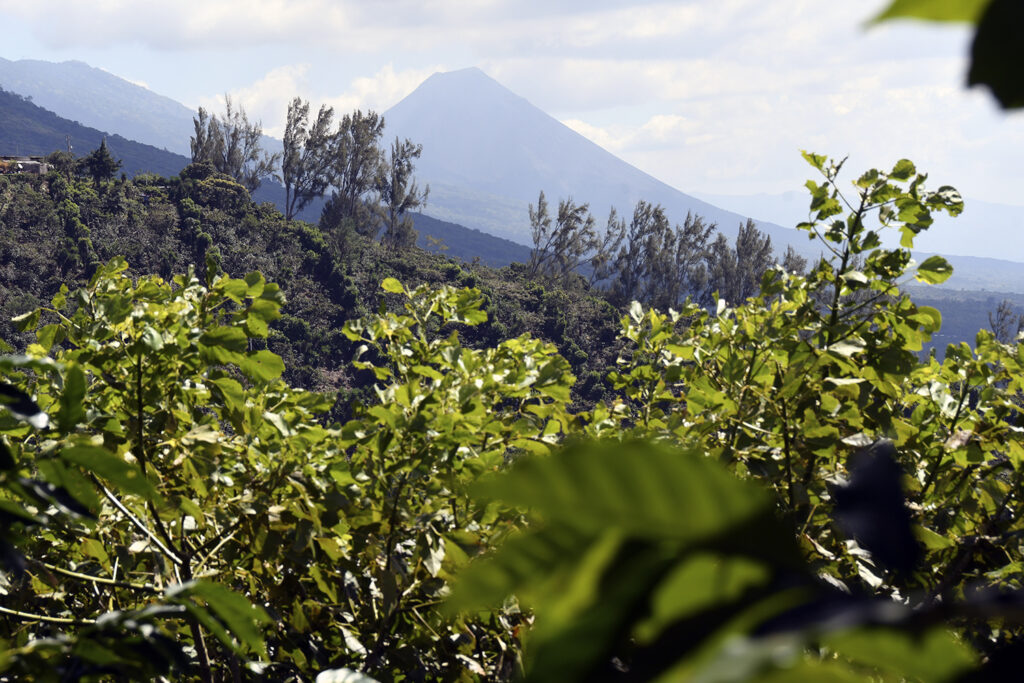 Plantación de café en El Salvador