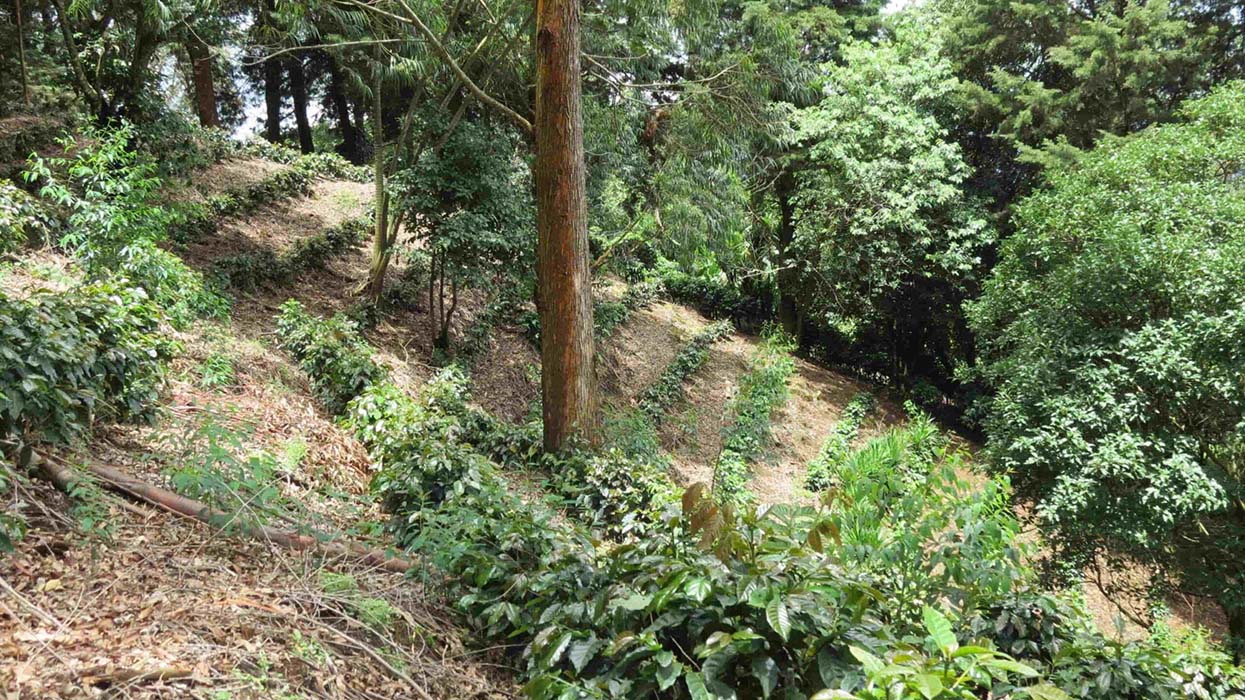 Vista panorámica de una plantación de café en las montañas de Costa Rica