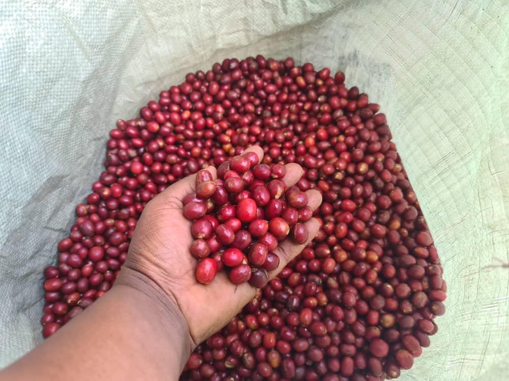 Cesta de cerezas de café en Burundi