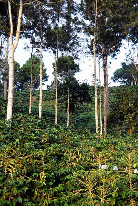Vista panorámica de una plantación de café en Honduras