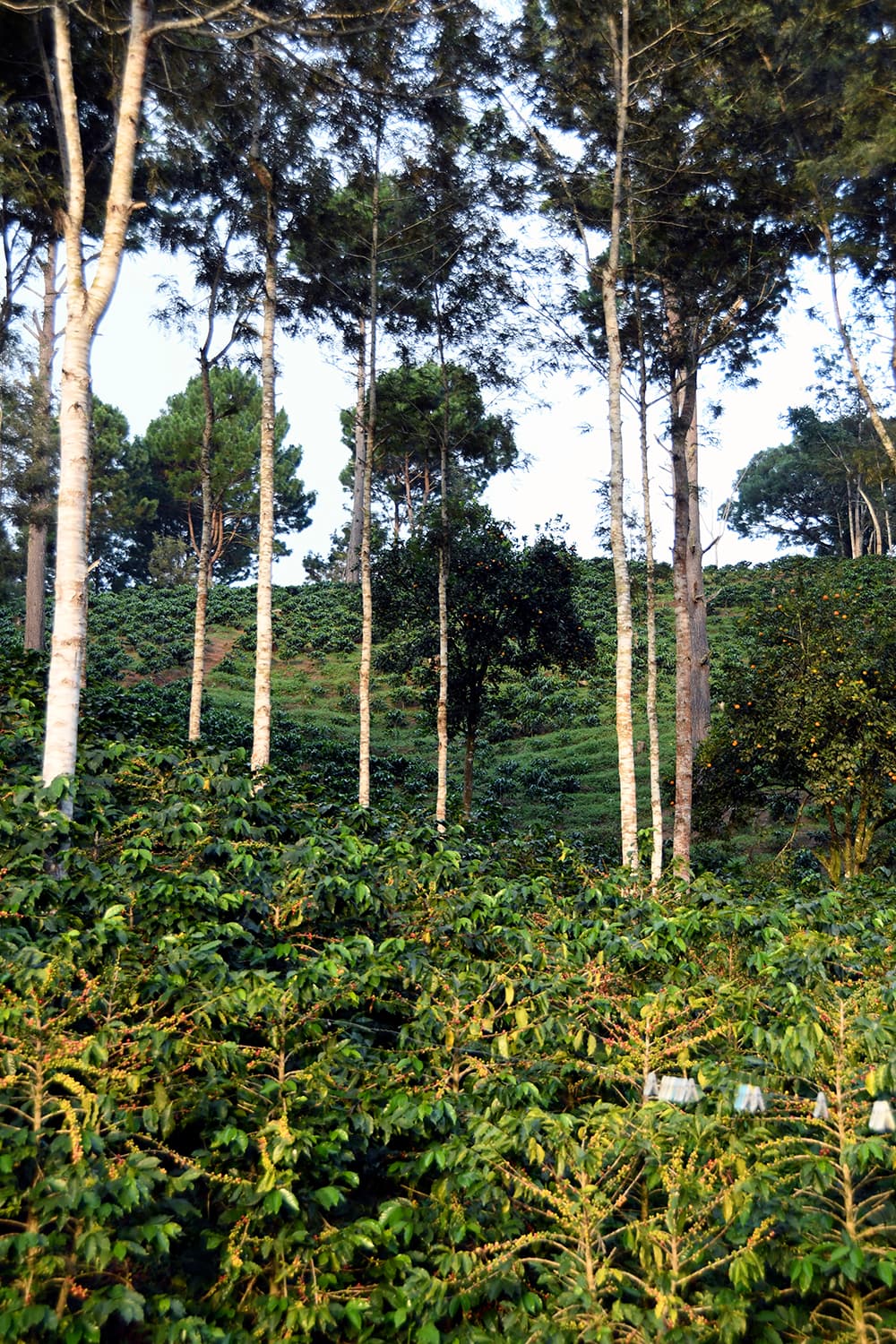 Plantación de café en Honduras