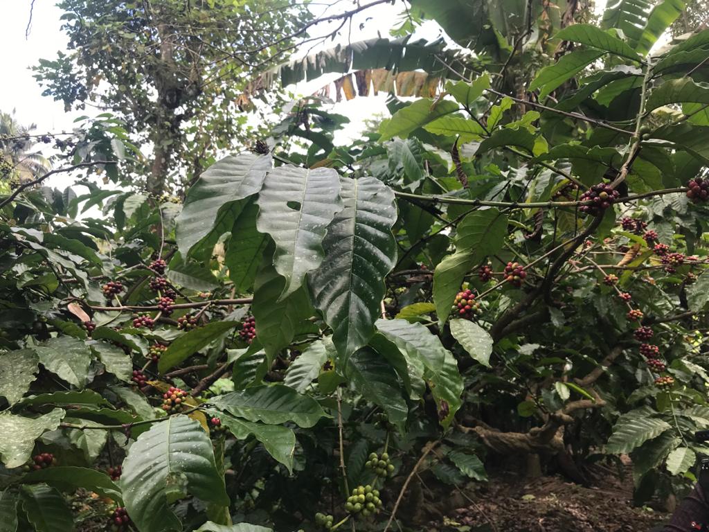 Plantación de café en India