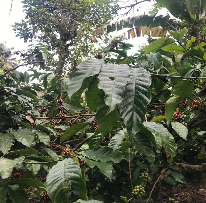 Vista de una plantación de café en India
