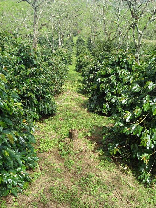 Vista panorámica de una plantación de café en Indonesia
