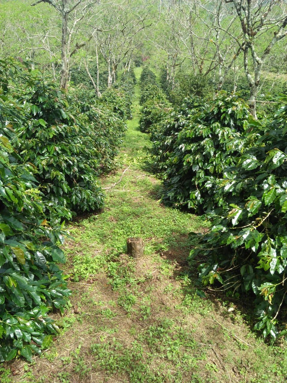 Plantación de café en Indonesia
