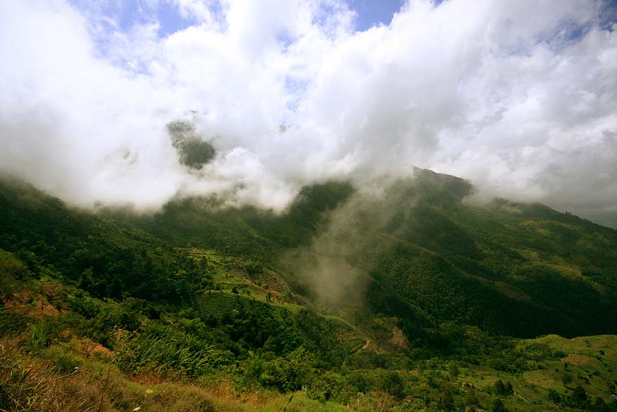 Vista panorámica de una plantación de café en Jamaica