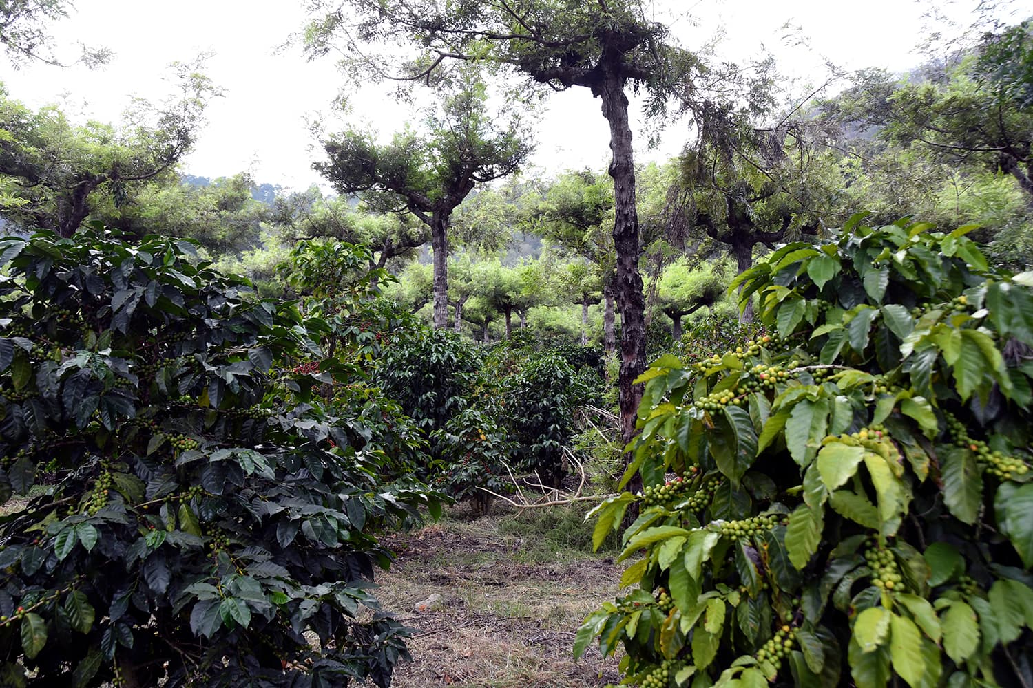 Plantación de café en la región de Antigua, Guatemala
