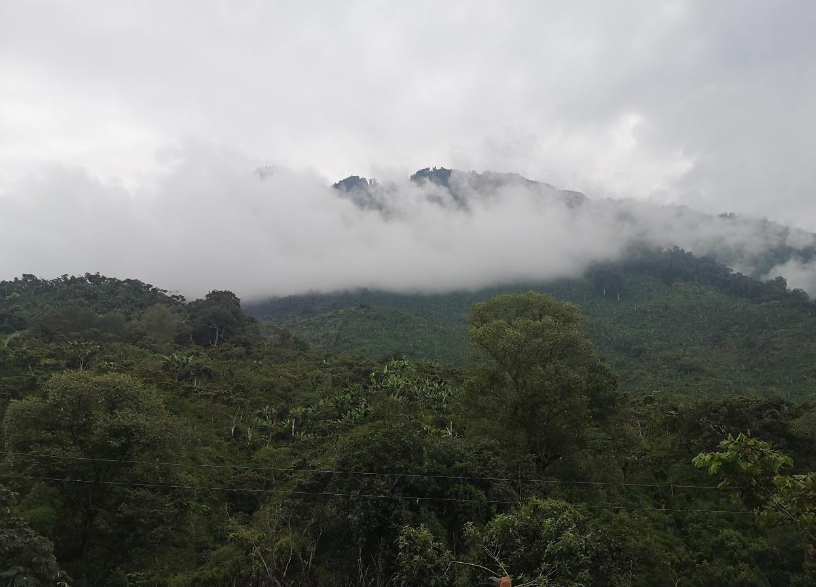 Plantación de café en Huehuetenango, Guatemala