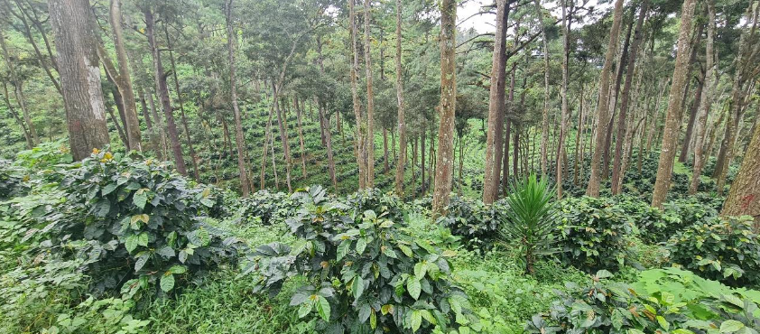 Plantación de café en Nuevo Oriente, Guatemala