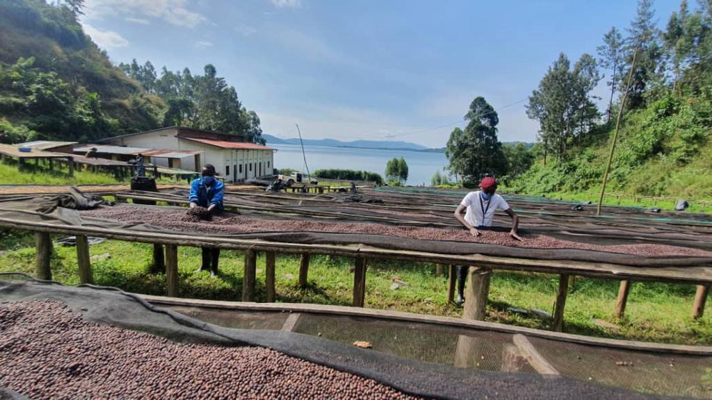 Estación de secado de café en Nyamasheke, Ruanda