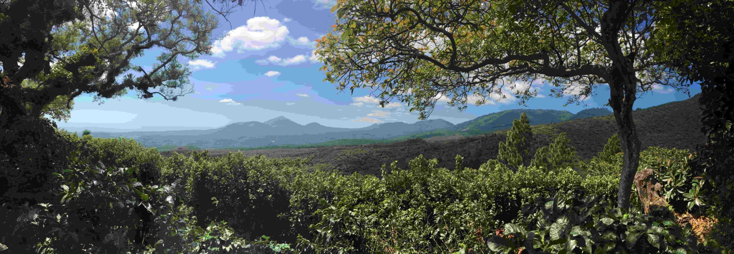 Plantación de café en la región de Apaneca Ilamatepec, El Salvador