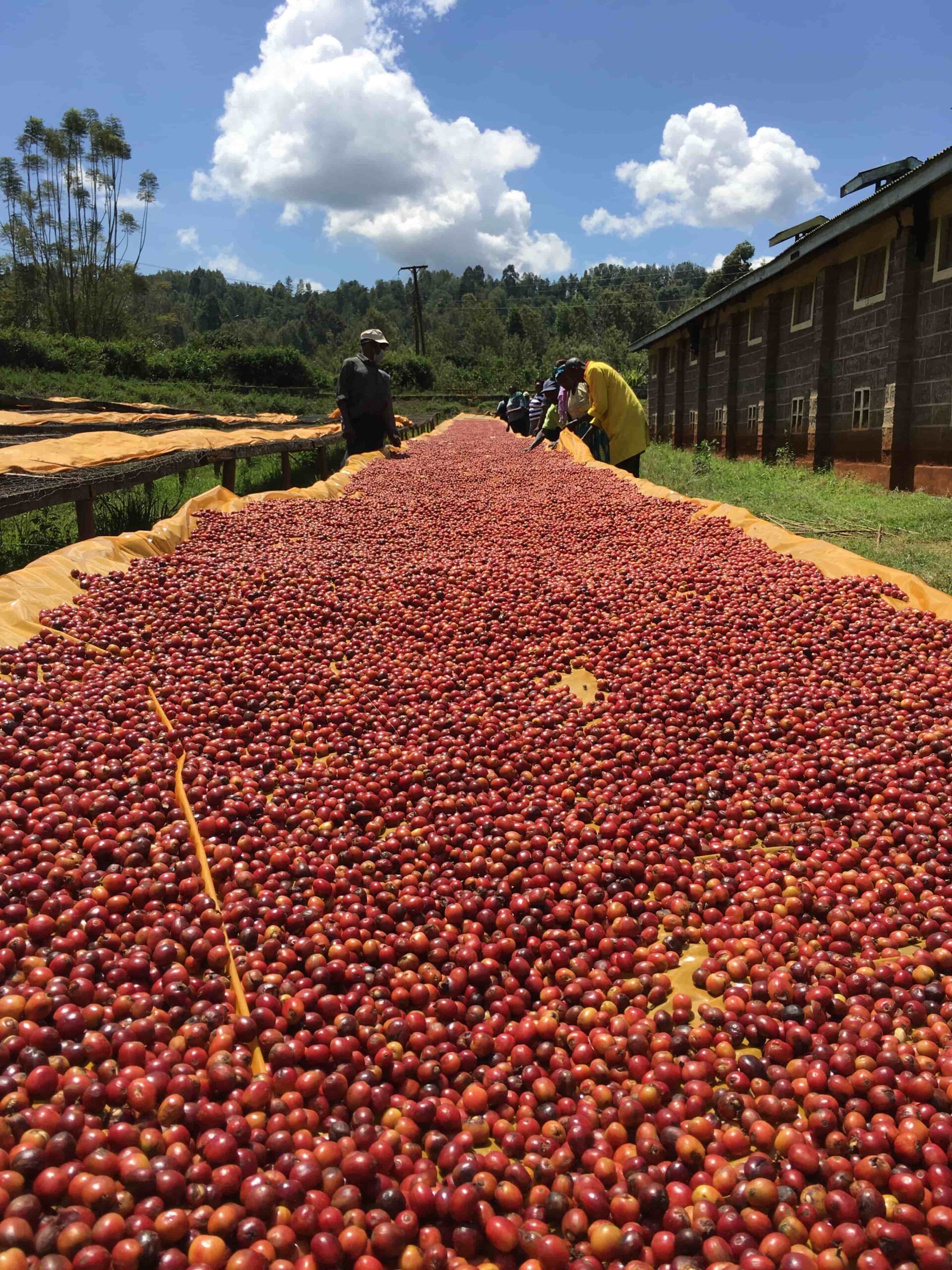Vista de una estación de secado de café en la región cafetalera de Bungoma, Kenia