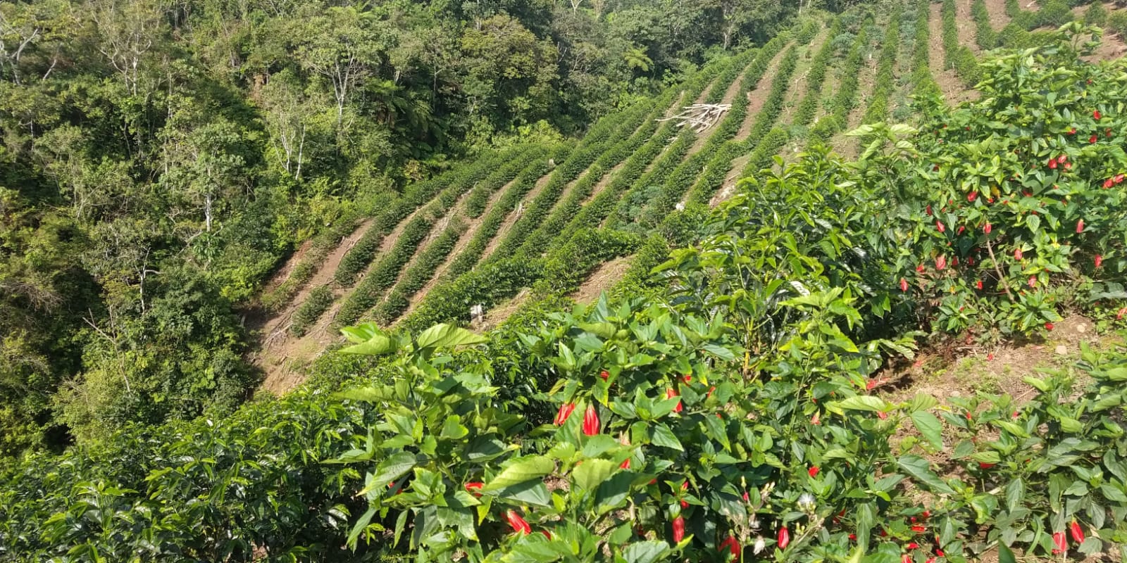Plantación de café en Cajamarca, Perú