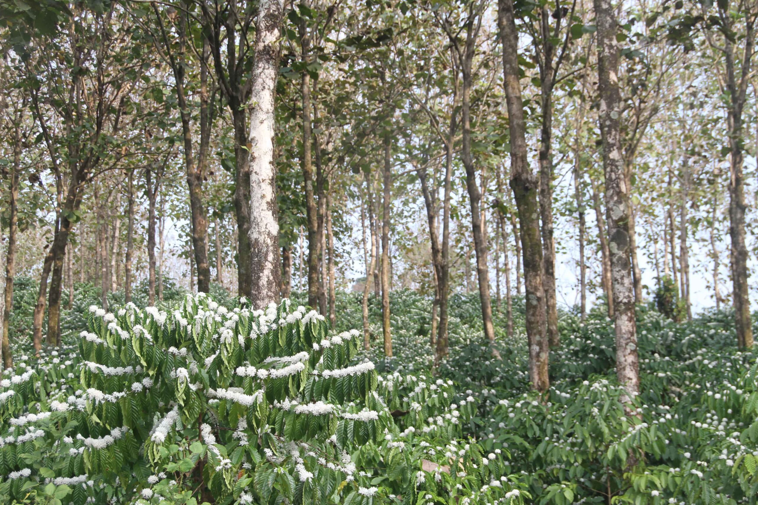 Plantación de café en Chiapas, México