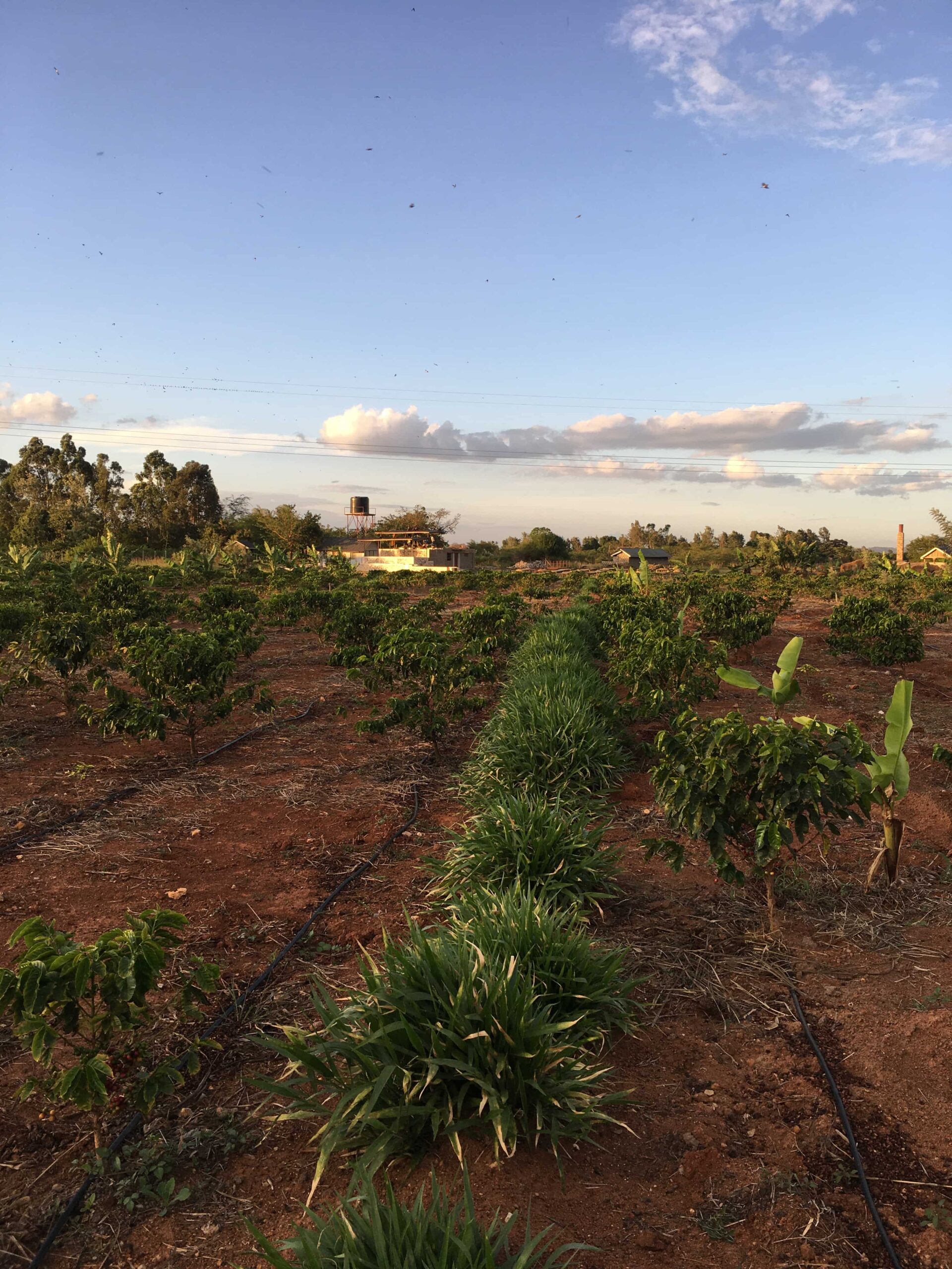 Plantación de café en Embu, Kenia