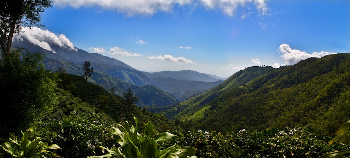 Plantación de café en Saint Andrew, Jamaica