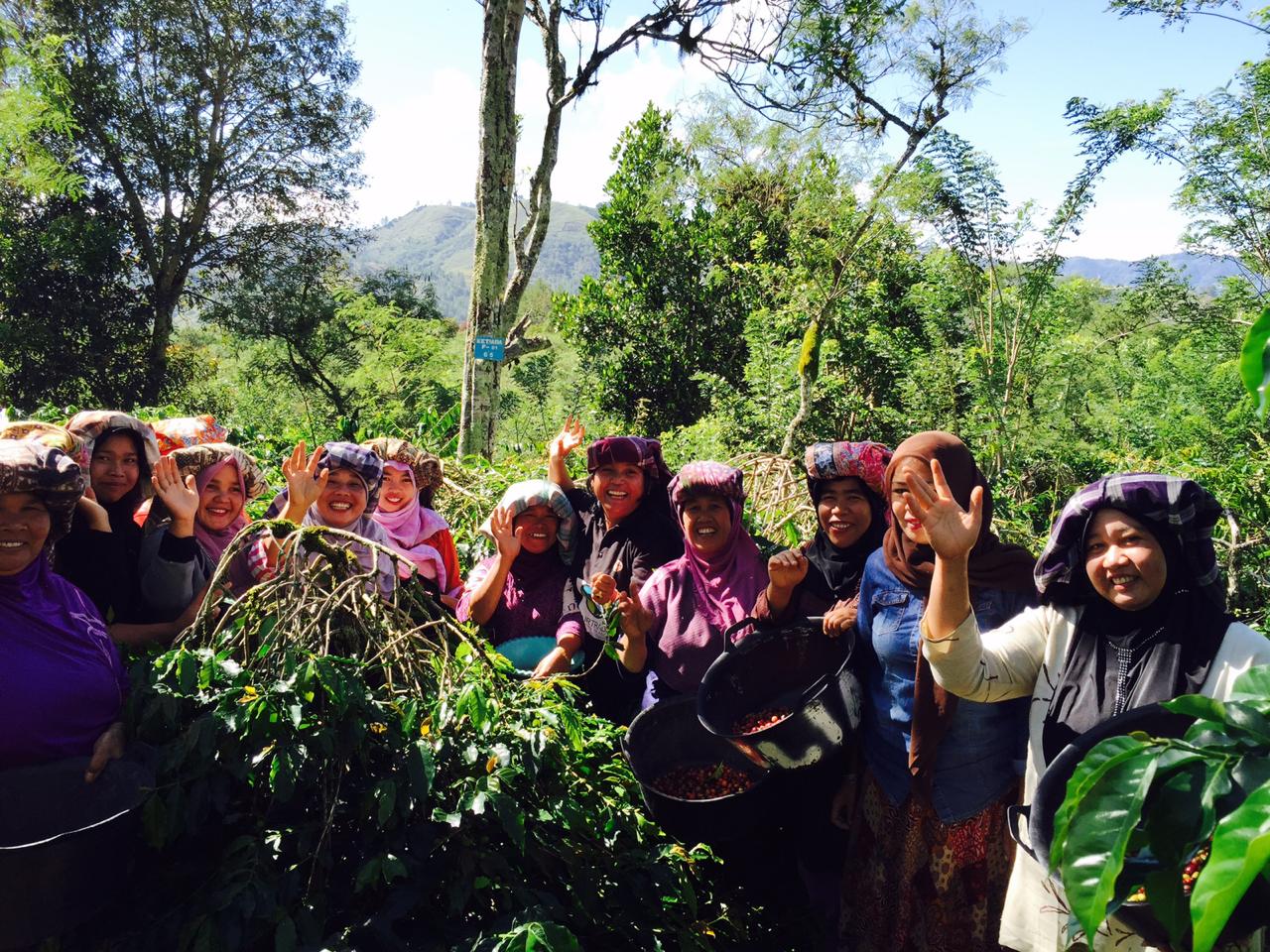 Plantación de café en Sumatra, India