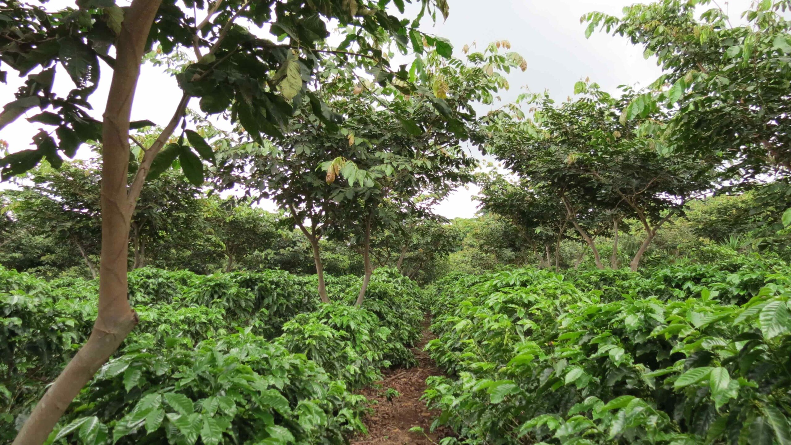 Plantación de café en Valle Occidental