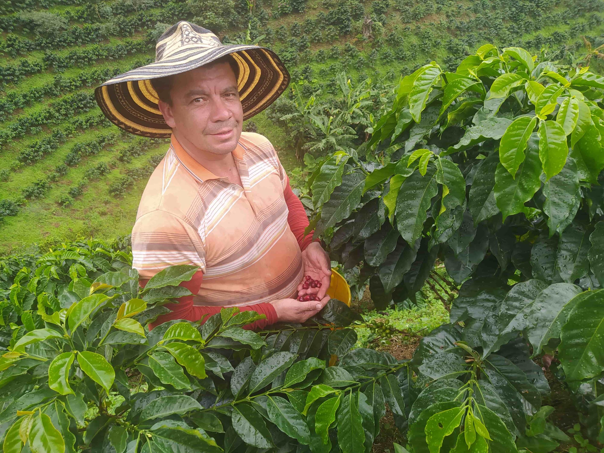 Hertson Bernal, producto de café en Colombia