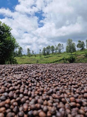 Panorámica de la finca de café Edmax en Kenia de Edwin y Mary Kamau