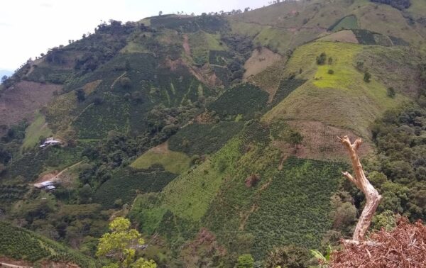 Panorámica de la finca de cafe el Descanso en Huila, Colombia