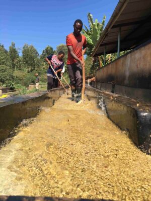 Productor de café en Kenia Uhuru Muigai