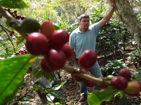 Productor de café en Nicaragua, Bayardo Jimenez