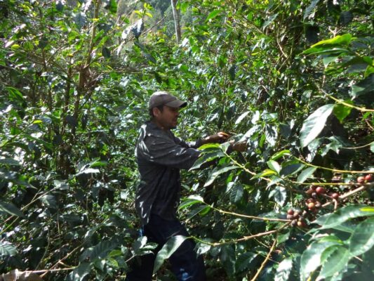 Productor de café en su finca Brisas del Mogotón en Nicaragua, Bayardo Jimenez