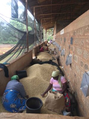 Secado de café de la finca de café Farm en Kenia
