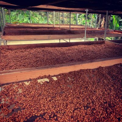Secado de café en la finca El Jardín, del productor Luis Fernando Rubio en Nicaragua