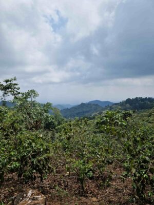 Vista de la finca de los productores de café Hermanos Mena en el Salvador