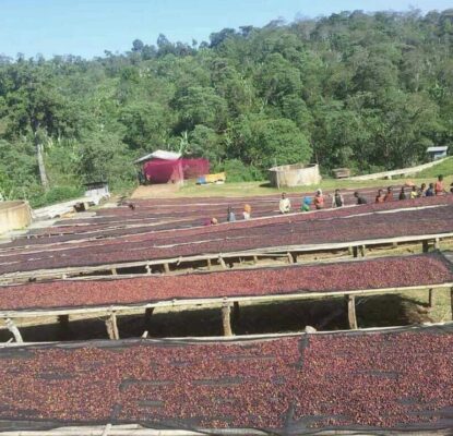 Vistas del secado de cafe de la finca Uraga de Maati Baati en Etiopia