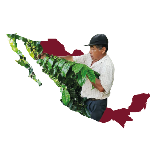 Elemento gráfico café de origen México