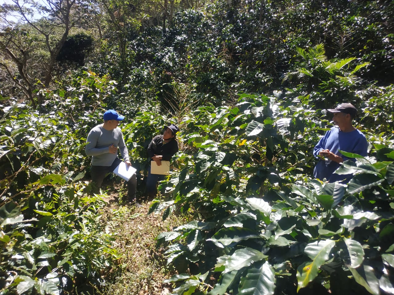 Plantación de café en México