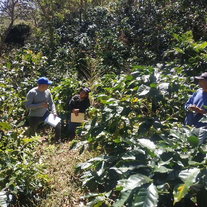 Equipo trabajando en una plantación de café en México