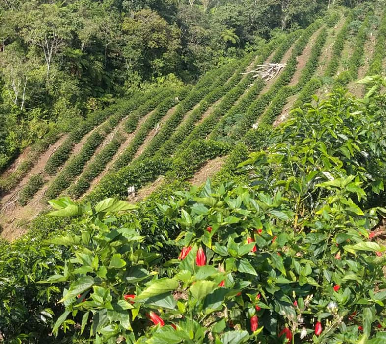 Vista panorámica de una plantación de café en Cajamarca, Perú