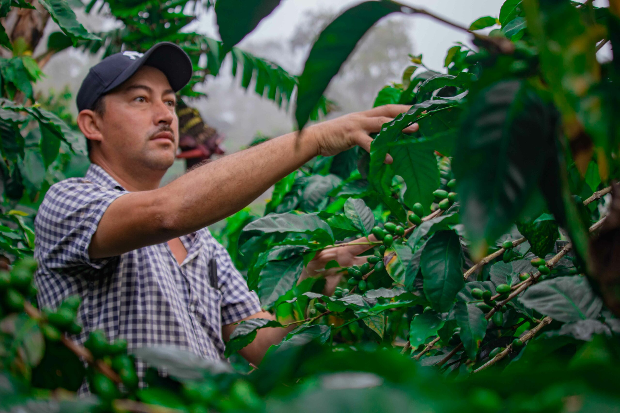 Plantación de café en Jinotega, Nicaragua