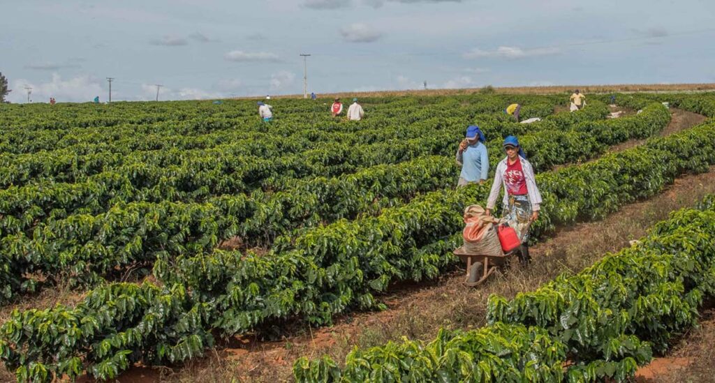 Plantación de café en Cerrado Mineiro, Brasil